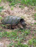 Saugeen Cedars Family Campground Wildlife